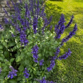 Salvia, Mystic Spires - 4" item