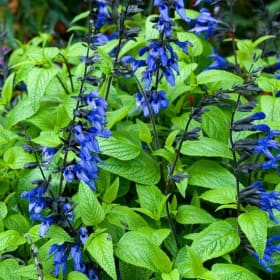 Salvia, Black & Blue - 4" item