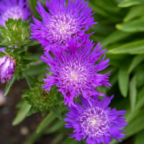 Stokesia, Honeysong Purple - 1G item