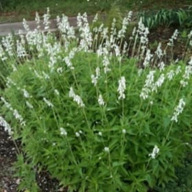 Salvia, Augusta Duelberg - 1G item