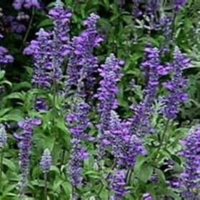 Salvia, Henry Duelberg - 1G item