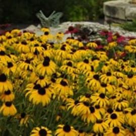 Rudbeckia, American Goldrush item