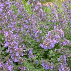 Catmint, Walkers Low - 1G item