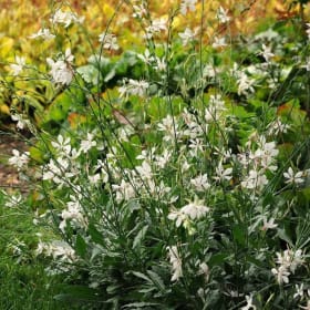 Gaura, Sparkle White - 1G item