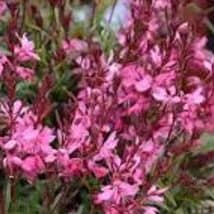 Gaura, Belleza Dark Pink - 1G item