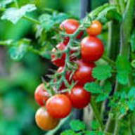 Tomato, Red Cherry - 4" item