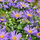Native Prairie Aster - 1G item