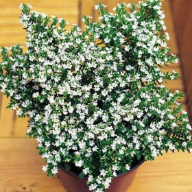 White Mexican Heather (White Cuphea) - 1G item