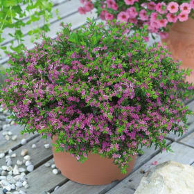 Pink Cuphea - 1G item