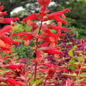 Salvia, Orange Sky - 1G item