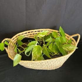 Lot #95 Pothos Pairing item