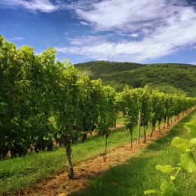 Private Monticello Wine Trail Tour Experience (Up to 6 Guest item