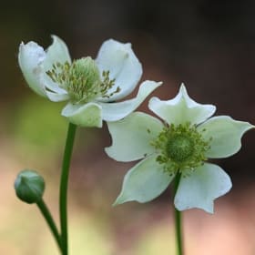 Tall thimbleweed (Anemone virginiana) item