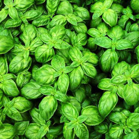 Basil, Sweet - 1G item