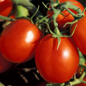 Tomato, Early Girl - 4" item