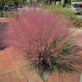 Gulf Muhly Grass, Pink - 3G item