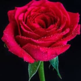 Mother's Day Rose item