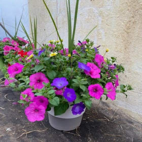Photo of 12" Planter for SUN