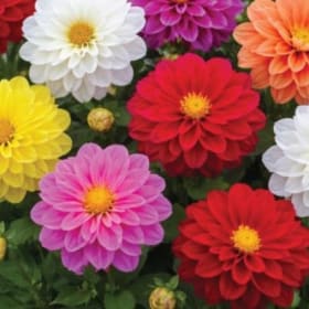 Dahlia Dwarf Mix (flat of 36 plants) item