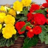 Photo of 12" Hanging Basket for SHADE
