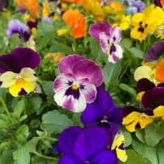 Photo of 12" Hanging Basket for SHADE