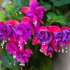 Photo of 12" Hanging Basket for SHADE