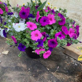 Photo of 12" Planter for SUN