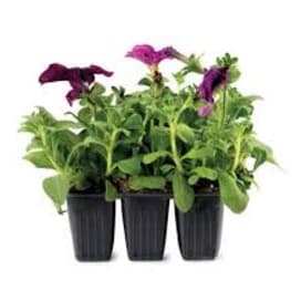 Photo of 6 Pack Assorted Petunias