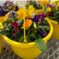 10" Premium Hanging Basket item