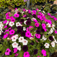 15" Premium Hanging Basket item