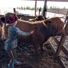 Highland Baby Calf & Cow Meet & Greet item