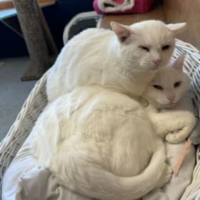Sponsor Snow White and Grumpy’s Adoption item