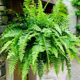 10" Boston Fern Hanging Basket item