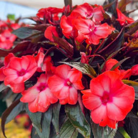 10" New Guinea Impatiens Hanging Basket item