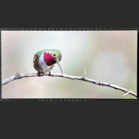 10x20 Metal Print from David Kish Photography item