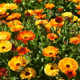 Calendula (semence) item