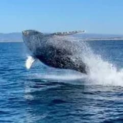 4 tickets for Whale Watch and Dolphin Tour item