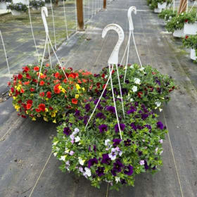10" hanging basket - Petunia Million Bells item