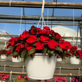 10" hanging basket - new guinea impatiens item