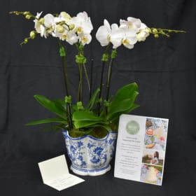 15. Orchid Elegance + Custom Cake Package item