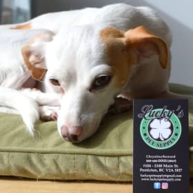 🐶 Spoil Your Sidekick at Lucky’s! item