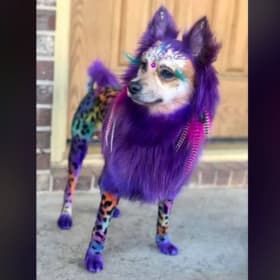 Puppy Rave Alert! Dance, Wag & Party – Raise the Woof Ticket item