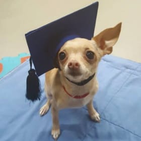 Puppy Power – Start Right Preschool Class item