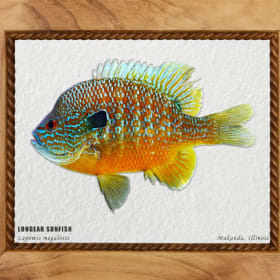 Longear Sunfish Photograph item