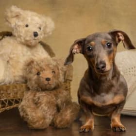 Pet Photography item