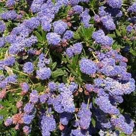 Photo of Ceanothus 'Wheeler Canyon'—1 gallon
