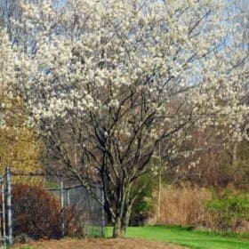 Amélanchier du Canada item