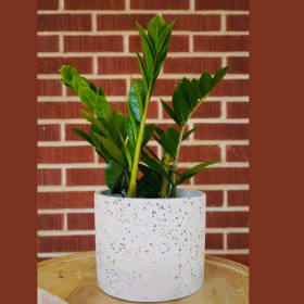 House Plant from Lush item