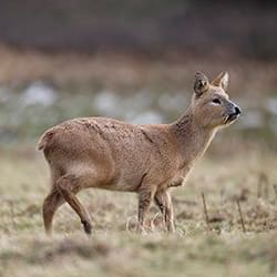 Chinese Water Deer Guided Stalk - Beckerings Park item