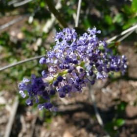 Photo of Ceanothus 'Ray Hartman'—1 gallon